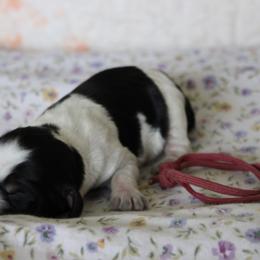 Laurel - Tri-Roan female English Springer Spaniel puppy in Winfield, Tennessee from Murphy Farms and Springers