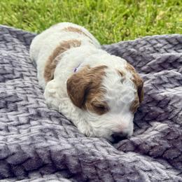 Coco - Blenheim female Cavapoo puppy in Ivins, Utah from Taylia's Cavapoos