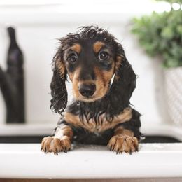 Dachshund Puppies from Dream Dachshunds