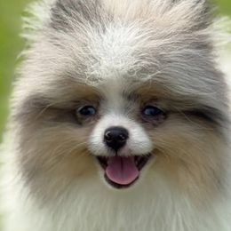 Pomeranians from Bowles Beauties