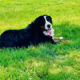 Teddy - Bernese Mountain Dog
