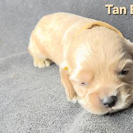 Tan - Buff male Cocker Spaniel puppy in Lebanon, Missouri from Spring Hollow Cocker Spaniels