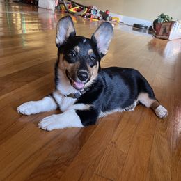 Tucker - Pembroke Welsh Corgi