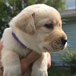 Girl 1 - female Labrador Retriever puppy in Waverly, New York from Windfall Labs