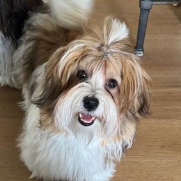 Lily - Havanese