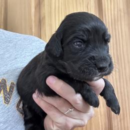 Boy 2 - male Golden Mountain Dog puppy in Wyoming from Great Basin BMD