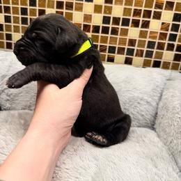 Neon yellow - Black male Great Dane puppy in Ider, Alabama from Sand Mountain Danes LLC