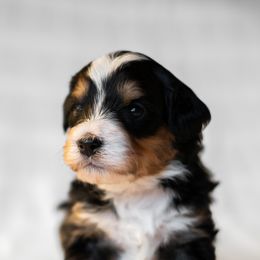Bernedoodles from Truckee Doodles
