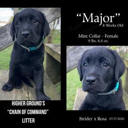 Major Mint - Black female Labrador Retriever puppy in Eaton Rapids, Michigan from Higher Ground Labradors