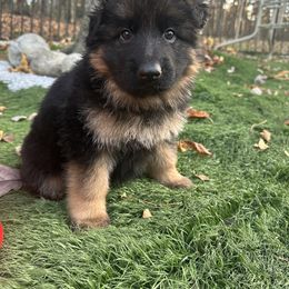 German Shepherd Puppies from Golden Ridge