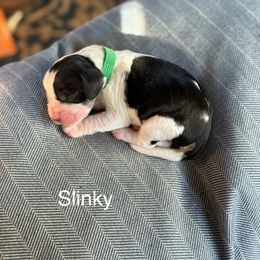 Slinky - Black white and tan male English Springer Spaniel puppy in Hillsboro, Virginia from Hillsboro Springers