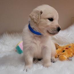 Boy 6 - male Golden Retriever puppy in Sparta, Tennessee from Poso Creek Corgis