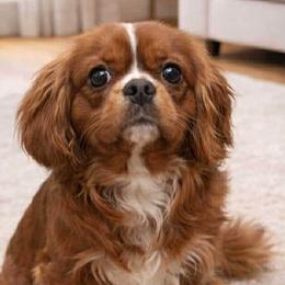 Assorted Doodle Crosses and Cavapoos from Porchlight Puppies
