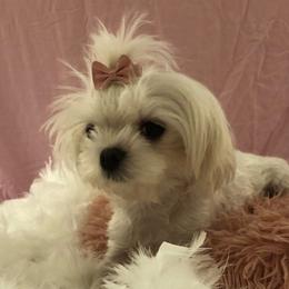 Lucy - Maltese