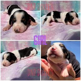 Girl 1 - Piebald female Dachshund puppy in Rushsylvania, Ohio from DNP Doxies