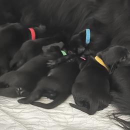 Flat-Coated Retriever Puppies from Haven Flat Coated Retrievers