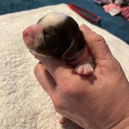 English Springer Spaniel Puppies from McCartney Springer’s