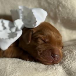 Honeycrisp - Dark golden male Golden Retriever puppy in Moses Lake, Washington from Dune Lakes Goldens