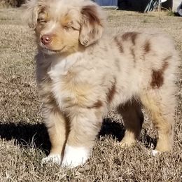 Miniature Australian Shepherd Puppies from Pistol and Pearl's Mini Aussies