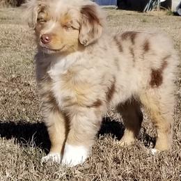 Miniature Australian Shepherd Puppies from Pistol and Pearl's Mini Aussies