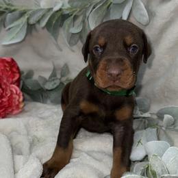 Sequoia - Red and rust female Doberman Pinscher puppy in Boyd, Texas from Team Feem Breeders