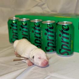 Sprite - White and black female Dalmatian puppy in Des Moines, Iowa from Spot Splattered Dalmatians