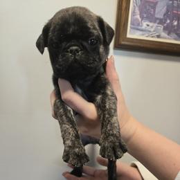 Boy 2 - Brindle male Pug puppy in Auburn, Kentucky from Prentice Family Pugs & Bugs