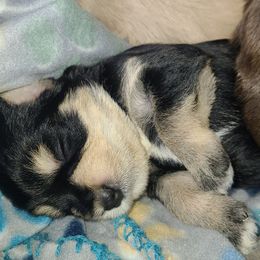 Miniature Schnauzer Puppies from Kristy's French Bulldogs & Mini Schnauzers