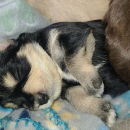Miniature Schnauzer Puppies from Kristy's French Bulldogs & Mini Schnauzers