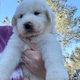 Rose - White female Great Pyrenees puppy in North Fork, California from Heritage Mountain Ranch
