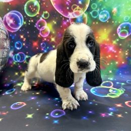 Poppy - Black and white female Basset Hound puppy in Winston Salem, North Carolina from LaythStone