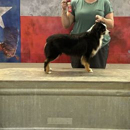 Miniature Australian Shepherds and Toy Australian Shepherds from Bar C Toy & Mini Aussies