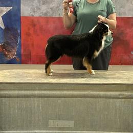 Miniature Australian Shepherds and Toy Australian Shepherds from Bar C Toy & Mini Aussies