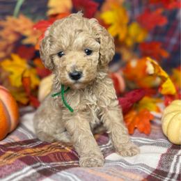 Michael (Green Collar) - Cream male Goldendoodle puppy in Lake Panasoffkee, Florida from Donnas Deluxe Doodles LLC