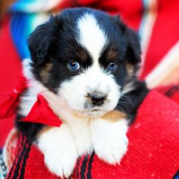 Marshmellow Pie - Black tri-color female Australian Shepherd puppy in Paola, Kansas from Tiz Ranch