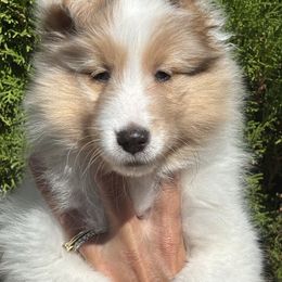 Glenda - Sable merle and white female Shetland Sheepdog puppy in Oakley, California from SquiresShelties