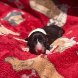 Tempest - Tri-color female Border Collie puppy in Midland, Texas from High Velocity Stockdogs