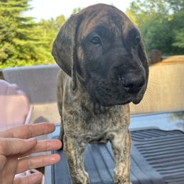 Abe - Brindle male Great Dane puppy in Jefferson, Maine from Wil-Tor Great Danes