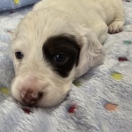 Dachshund Puppies from Barker's Corner
