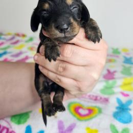 Black and tan female (2673.80) - Black and tan female Dachshund puppy in Belle Rive, Illinois from Akin's Miniature Dachshunds, LLC