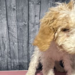 Brown collar - Goldendoodle puppy in Oklahoma from Helios Doodles