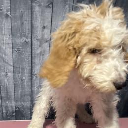 Brown collar - Goldendoodle puppy in Oklahoma from Helios Doodles