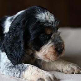 Celine - Tri-Roan female English Springer Spaniel puppy in Robesonia, Pennsylvania from Rogue Mountain Manor