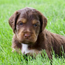 Mort - Red phantom male Aussiedoodle puppy in Decatur, Illinois from Signature Doodles