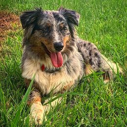 Australian Shepherds from Paradise Acres Aussies and Livestock