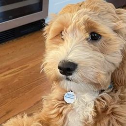 Assorted Doodle Crosses, Australian Labradoodles, Bernedoodles, and Sheepadoodles from Lookingglass Doodles