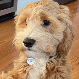 Assorted Doodle Crosses, Australian Labradoodles, Bernedoodles, and Sheepadoodles from Lookingglass Doodles