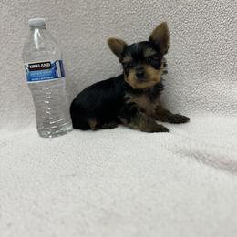 Boy 3 - Black and tan male Yorkshire Terrier puppy in Ceres, California from Mr.Yorkie