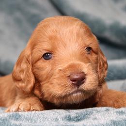 Cerelia - Caramel red female Australian Labradoodle puppy in Stanwood, Washington from Victoria Creek Australian Labradoodles