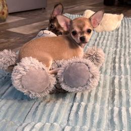 Lyla - Fawn female Chihuahua puppy in Summerfield, Florida from Uey’s Chihuahuas